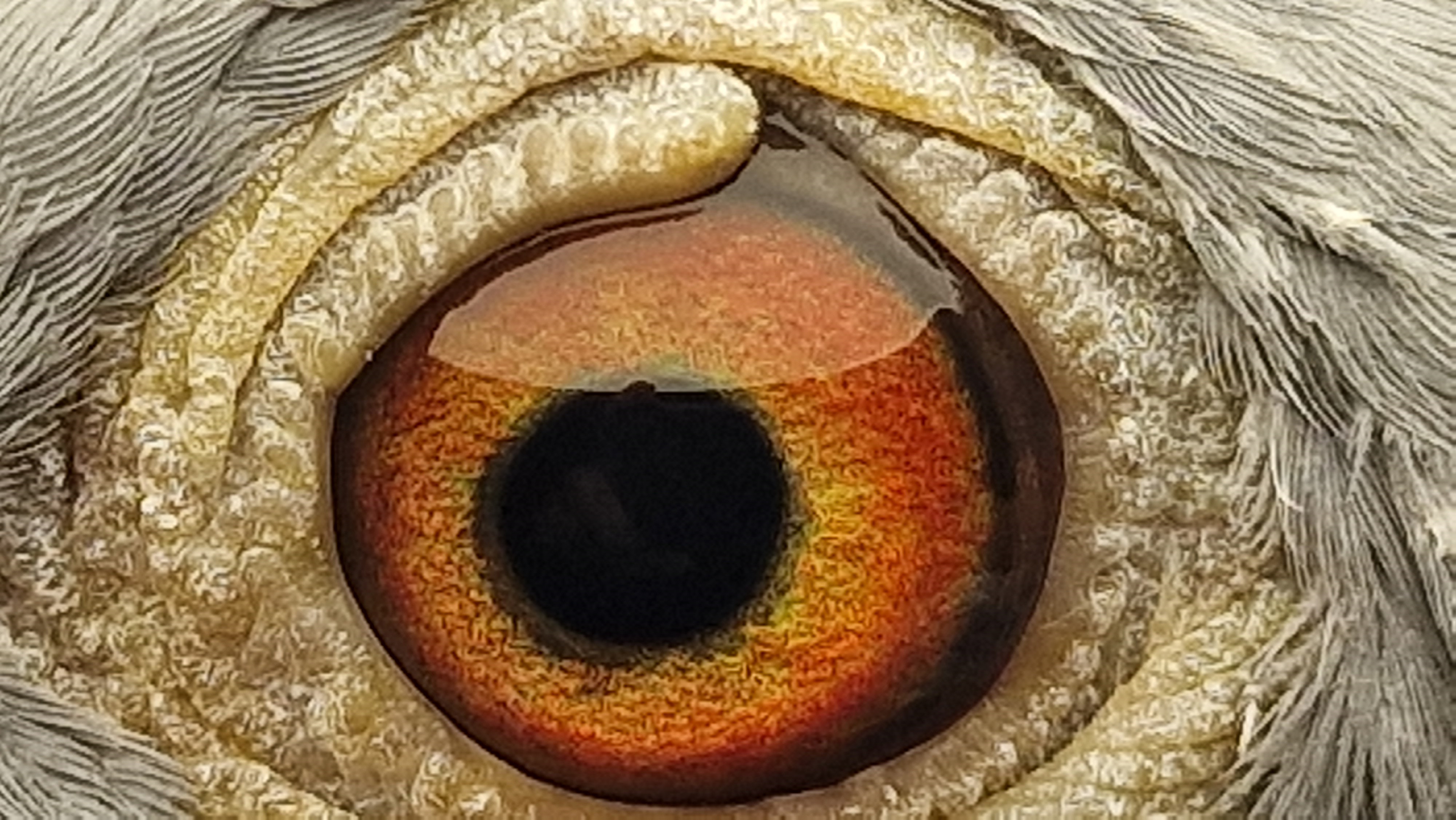Pigeon eye